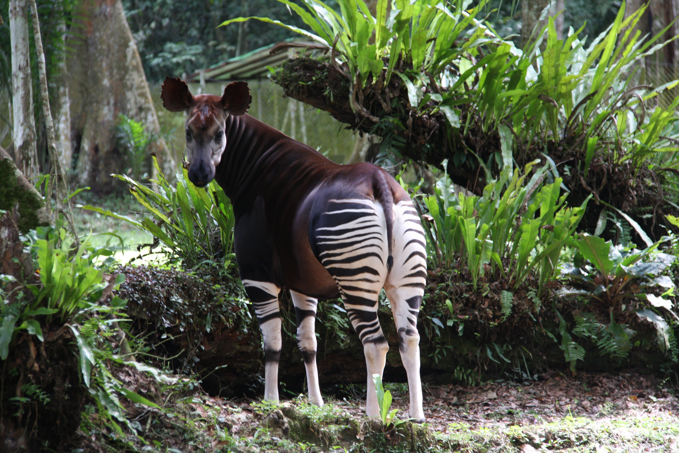 Okapi at Epulu Station in DR Congo