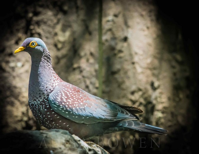 African olive pigeon in Maasai Mara in Kenya