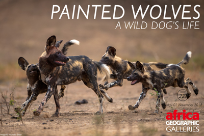 Painted wolves: A wild dog's life