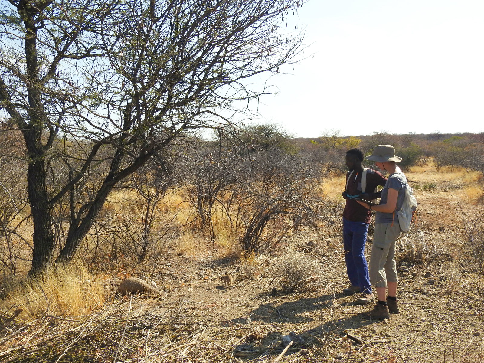 Two people watchign a pangolin forage in Namibia