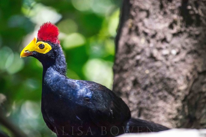 Ross's turaco in Maasai Mara in Kenya