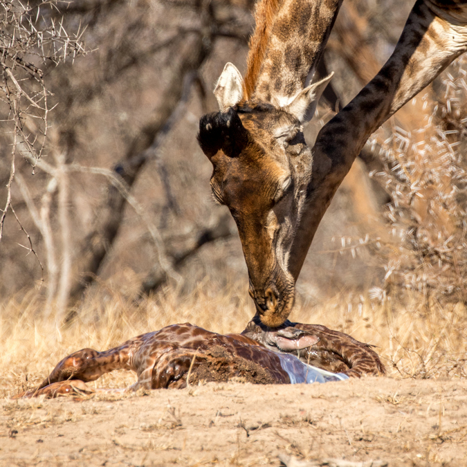 Giraffe licking amniotic sac off newborn giraffe