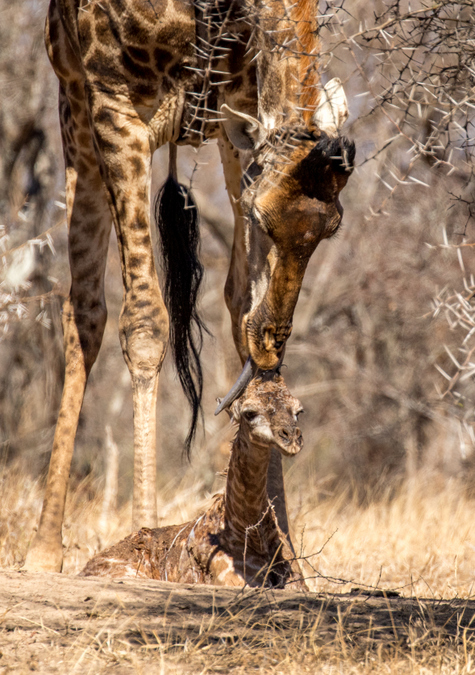 Newborn giraffe sitting on ground with mother licking it 