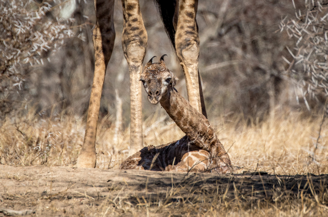 Newborn giraffe with mother