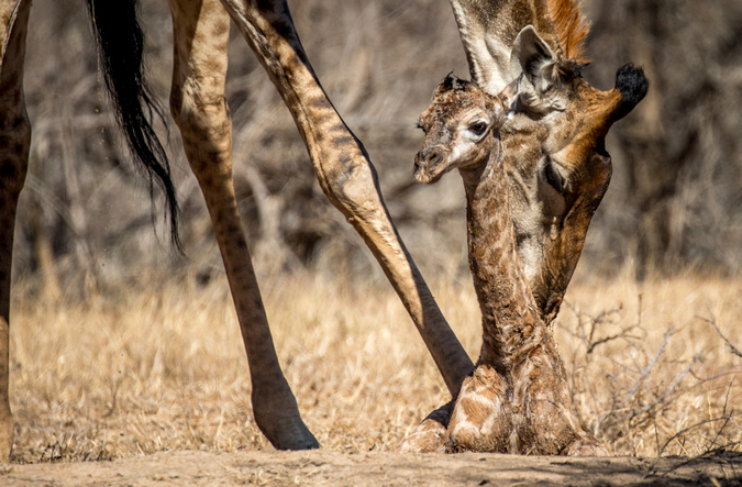 Newborn giraffe with mother