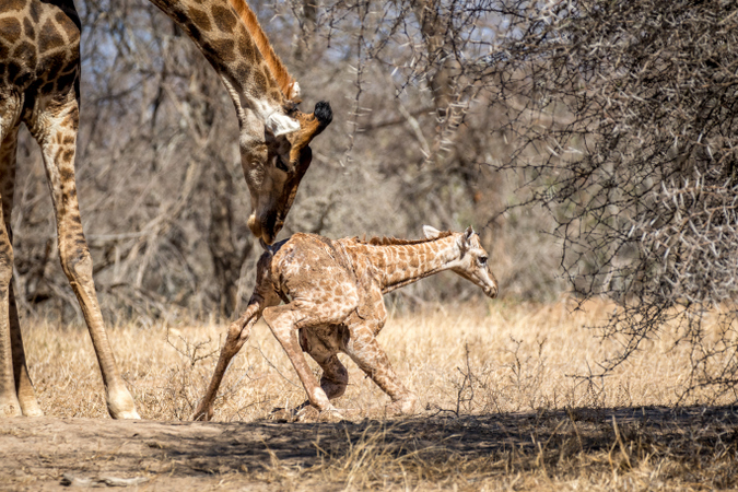 Newborn giraffe trying to stand up