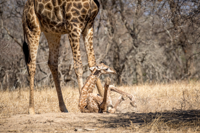 Newborn giraffe failing to stand up