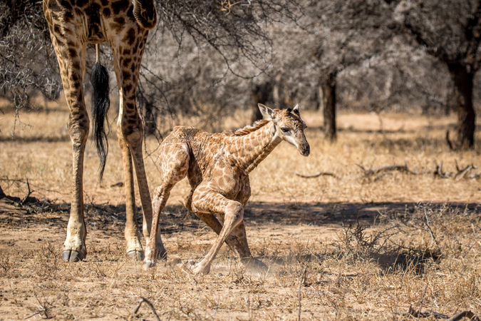 Newborn giraffe making attempt to stand up