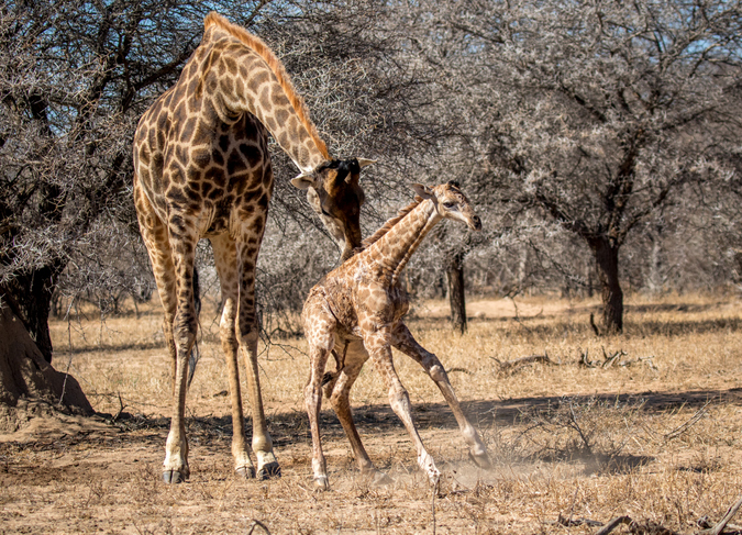 Newborn giraffe standing up with mother helping