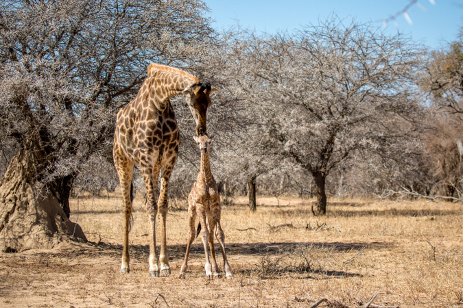 Wobbly newborn giraffe standing for the first time in its life