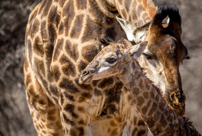 Newborn giraffe with mother