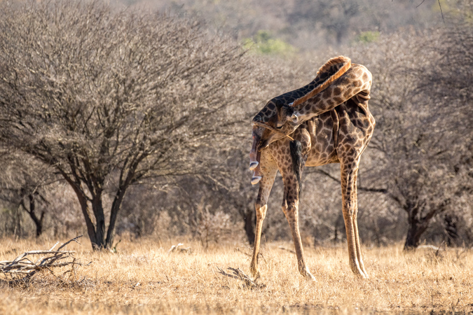 Giraffe giving birth in the wild