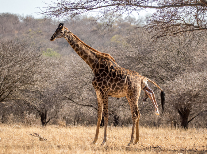 Giraffe giving birth in the wild