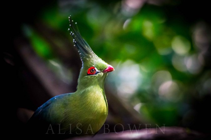 Schalow's turaco in Maasai Mara in Kenya