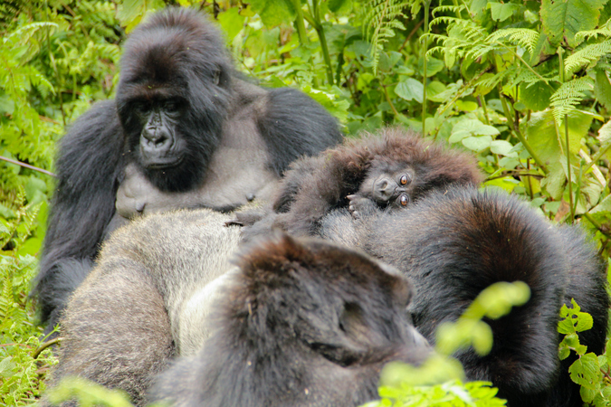 Silverback Isabukuru with infant