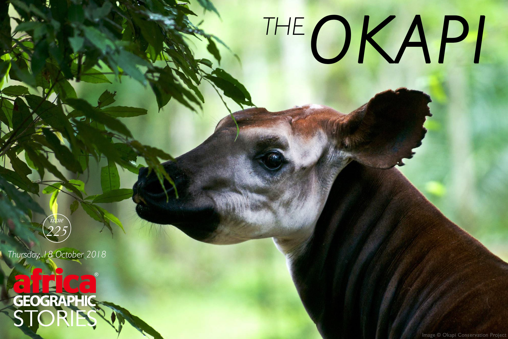 World Okapi Day 2023 - Wildlife Around the World