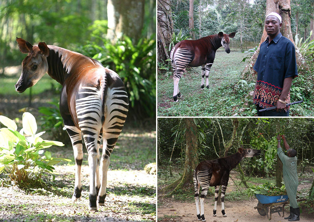 Okapi Shirt / Okapi / African Wildlife / Okapi Lover Gift / Forest