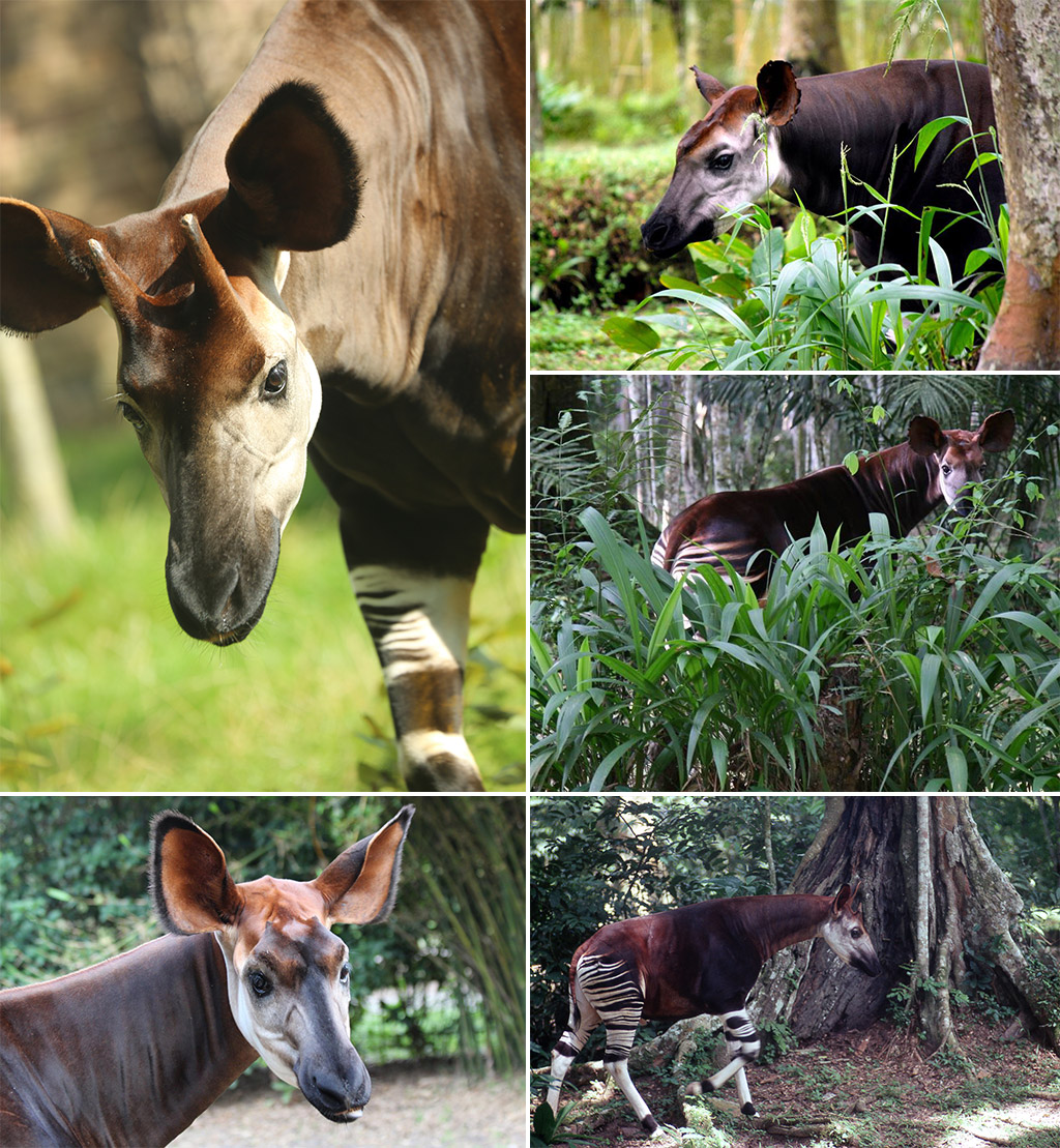 The Okapi: The Shy Forest Dwellers of Central Africa - Africa Geographic