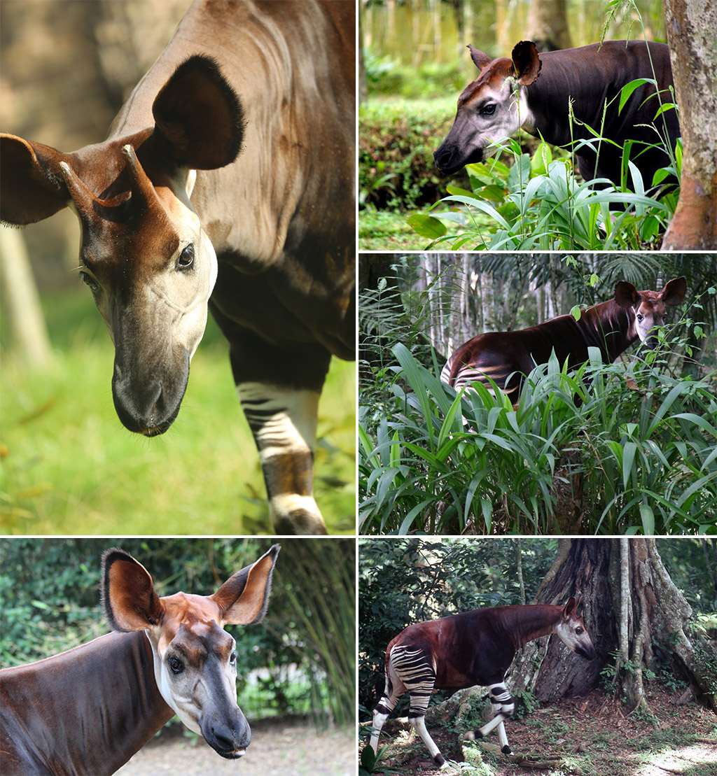 Okapi Shirt / Okapi / African Wildlife / Okapi Lover Gift / Forest