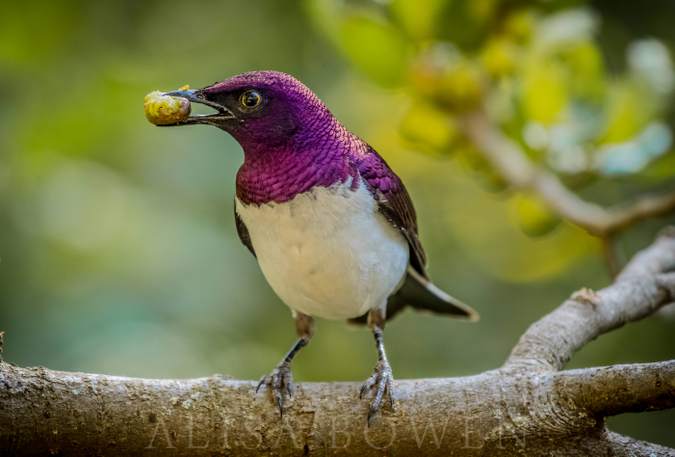 Violet-backed starling in Maasai Mara in Kenya