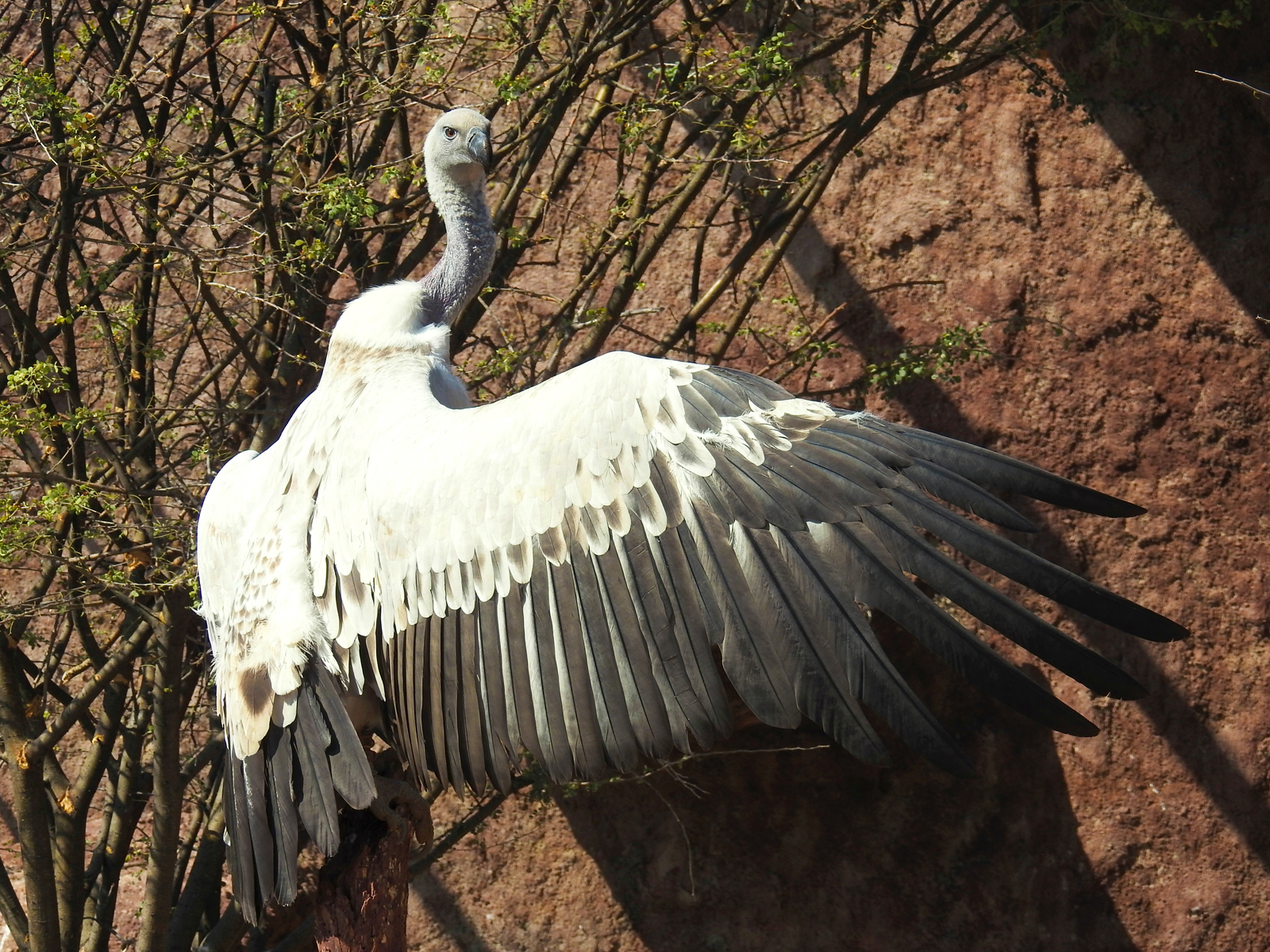 Cape vulture sunning itself