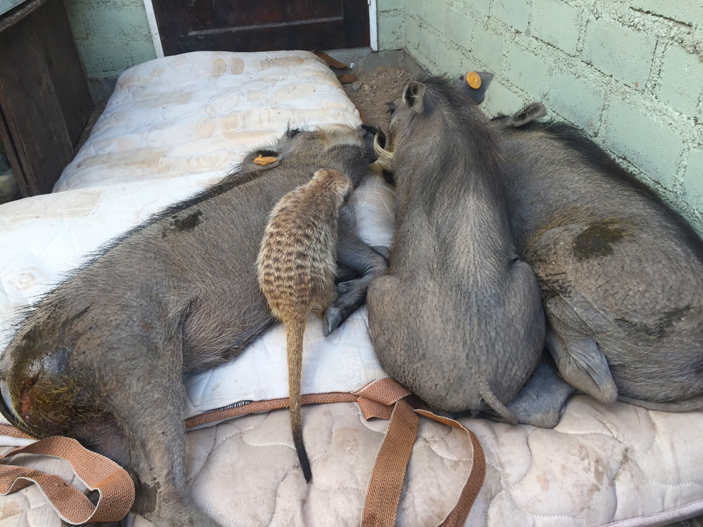 Three warthogs and a meerkat