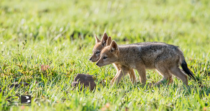 Photoseries Playful Black Backed Jackal Pups Africa Geographic