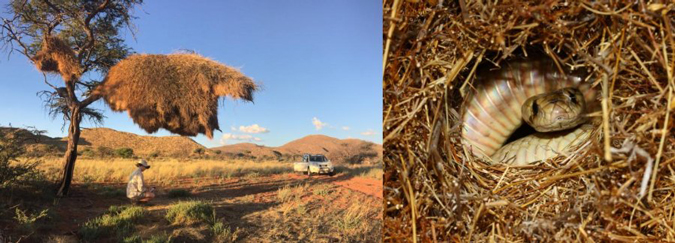 Researcher inspecting sociable weaver nest and a Cape cobra