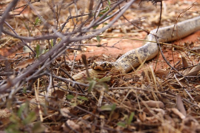 Cape cobra eating smaller Cape cobra