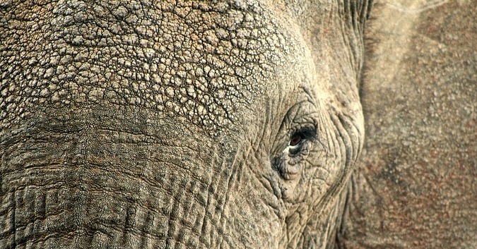 Underpants African Elephant In Kruger National Park Men Boxer