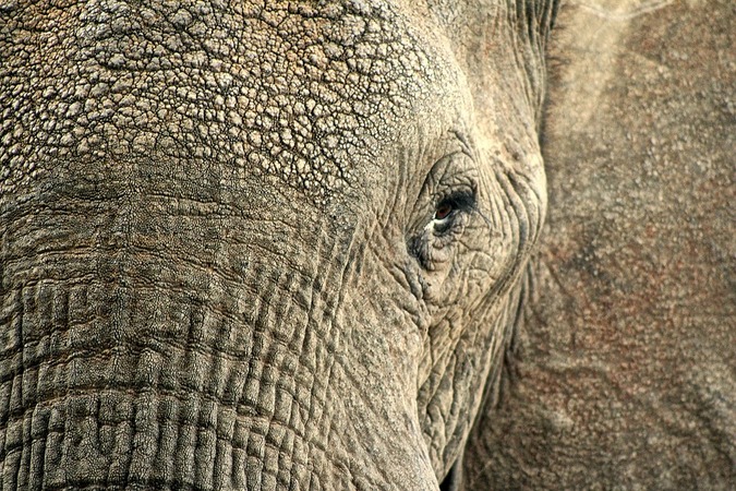 Close up of an African elephant