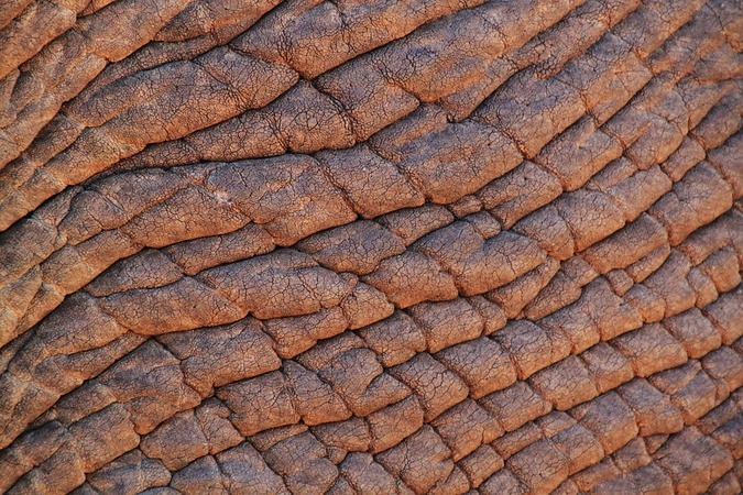 African elephant skin