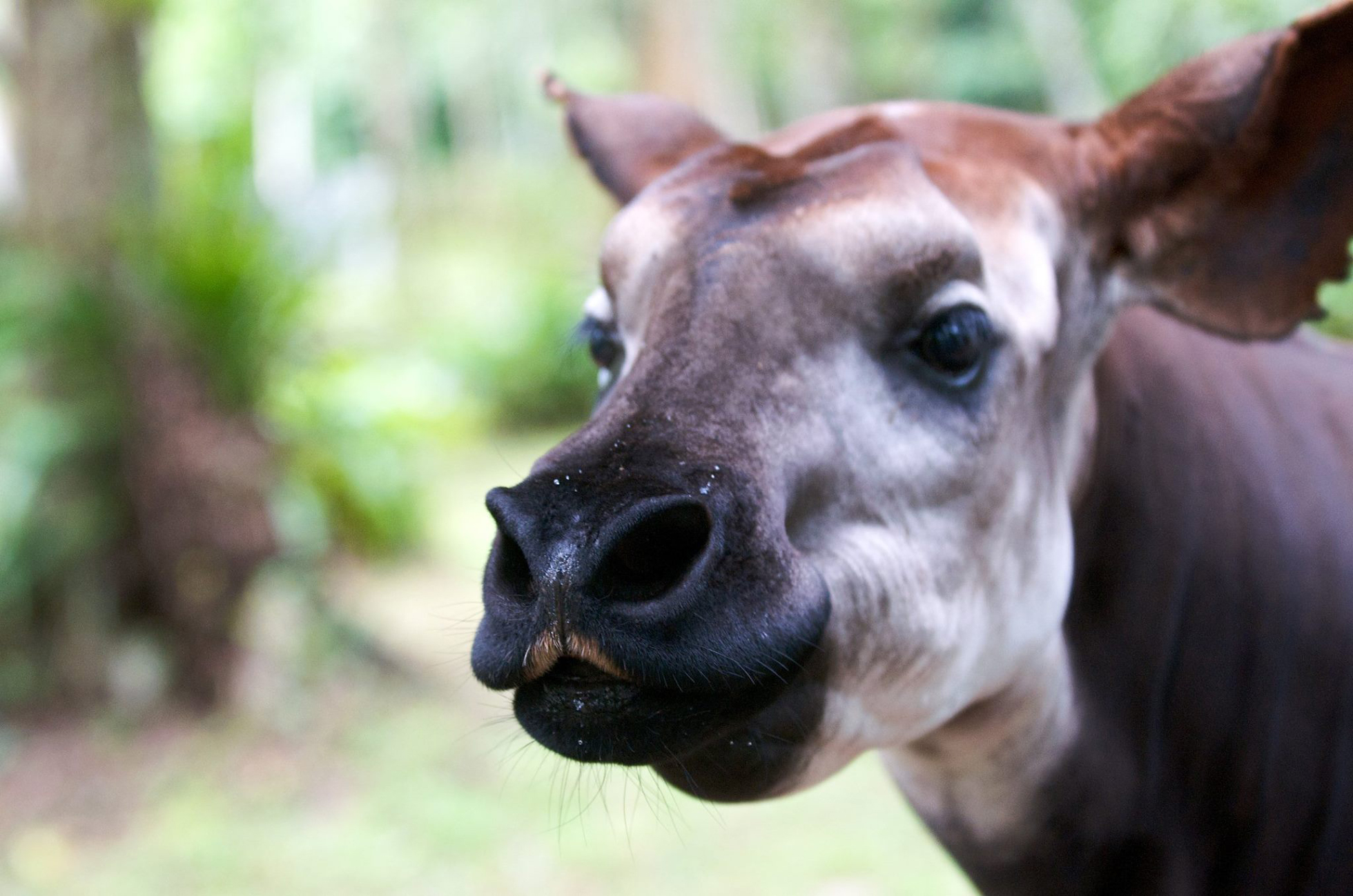 okapi face