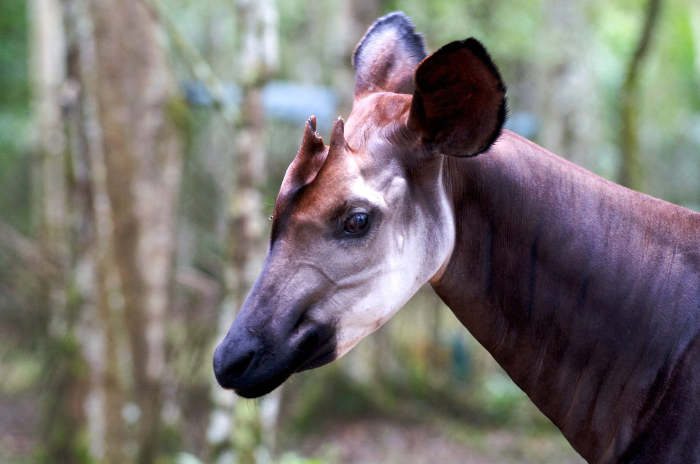 okapi face