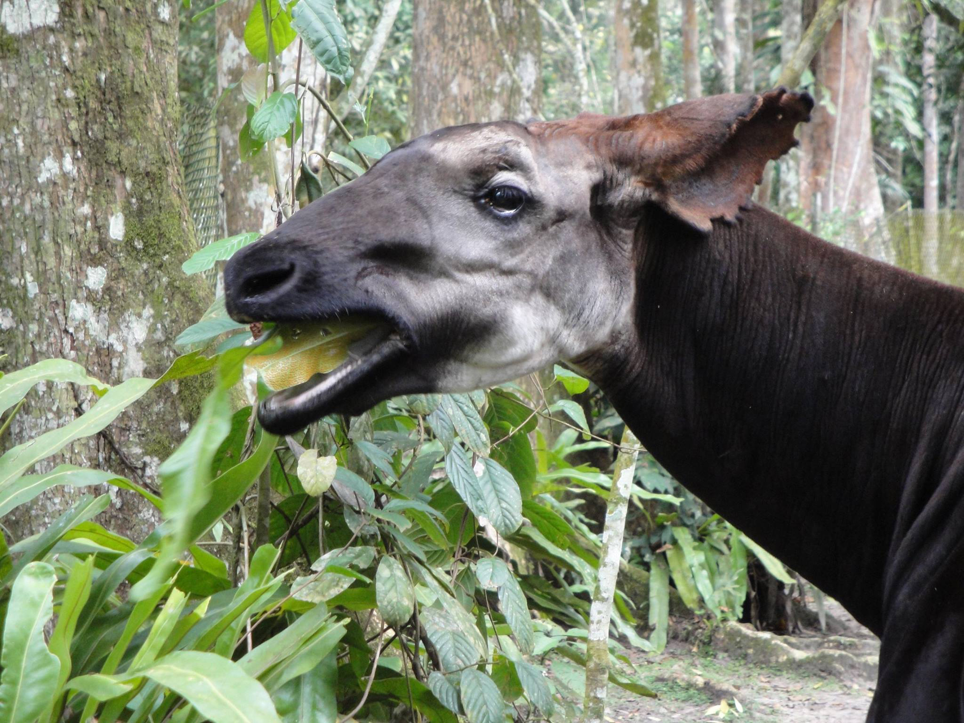 Okapi eating leaves in rainforest of DR Congo