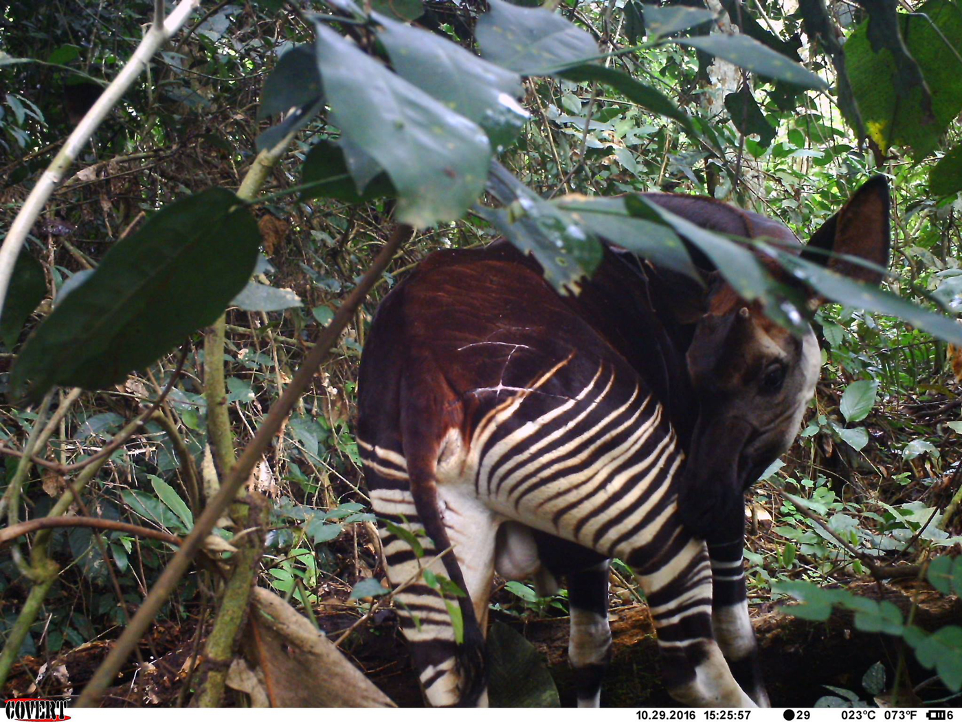 Camera trap photo of an okapi with presumed leopard scar