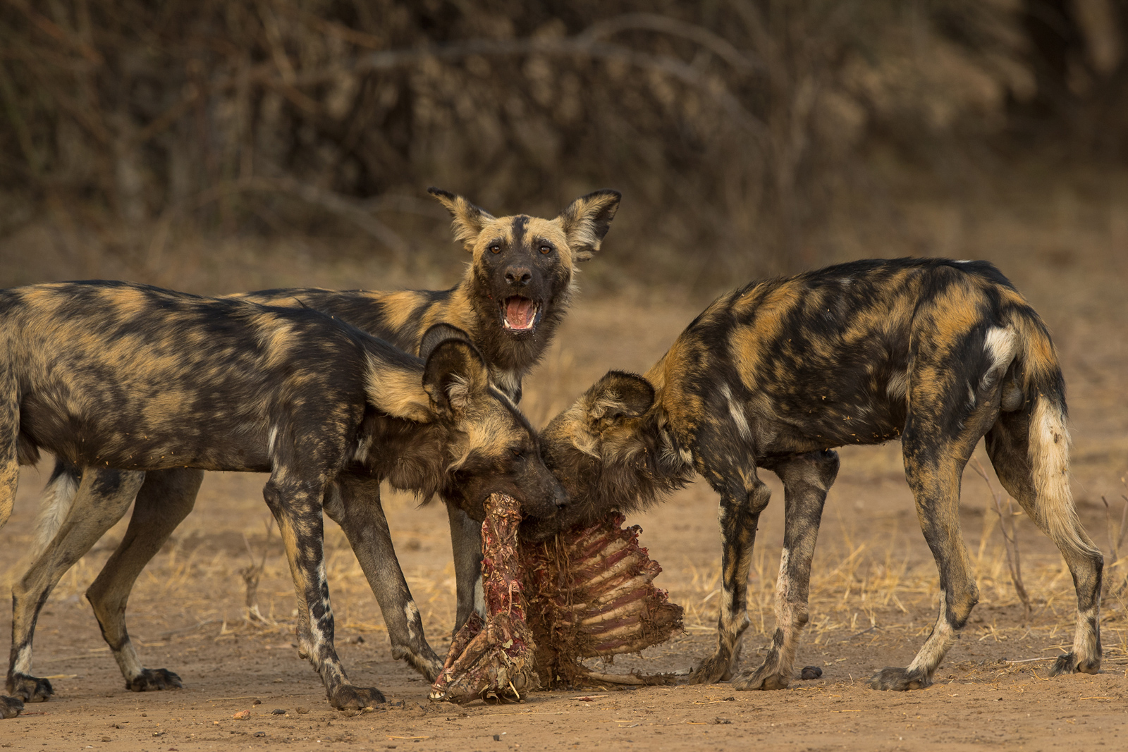 Three painted wolves eating a carcass