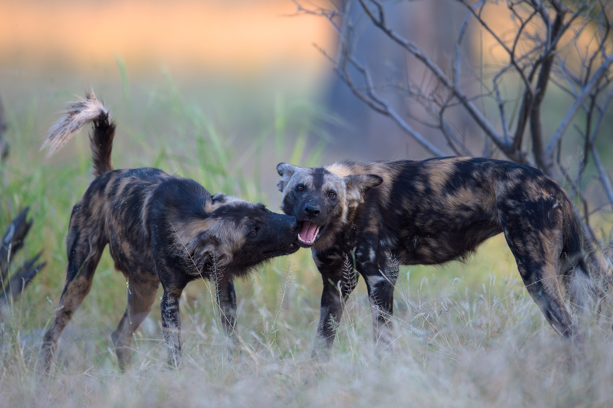 Two painted wolves greeting each other in Mana Pools in Zimbabwe