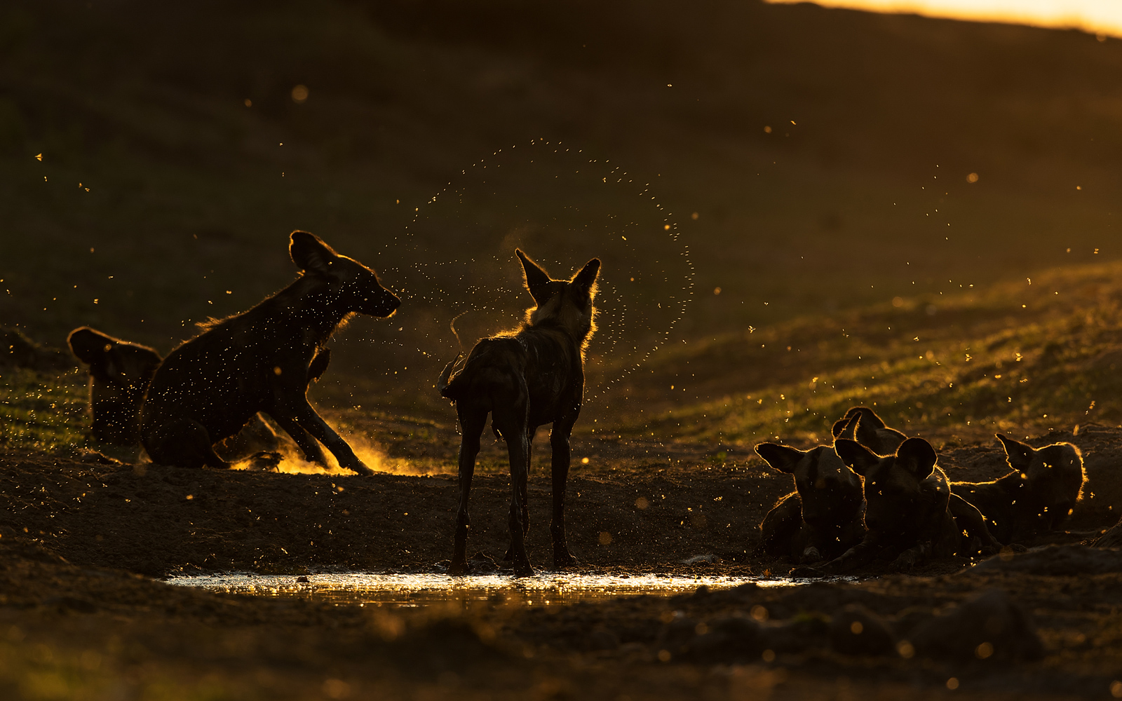 Painted wolves at sunset in Mana Pools in Zimbabwe