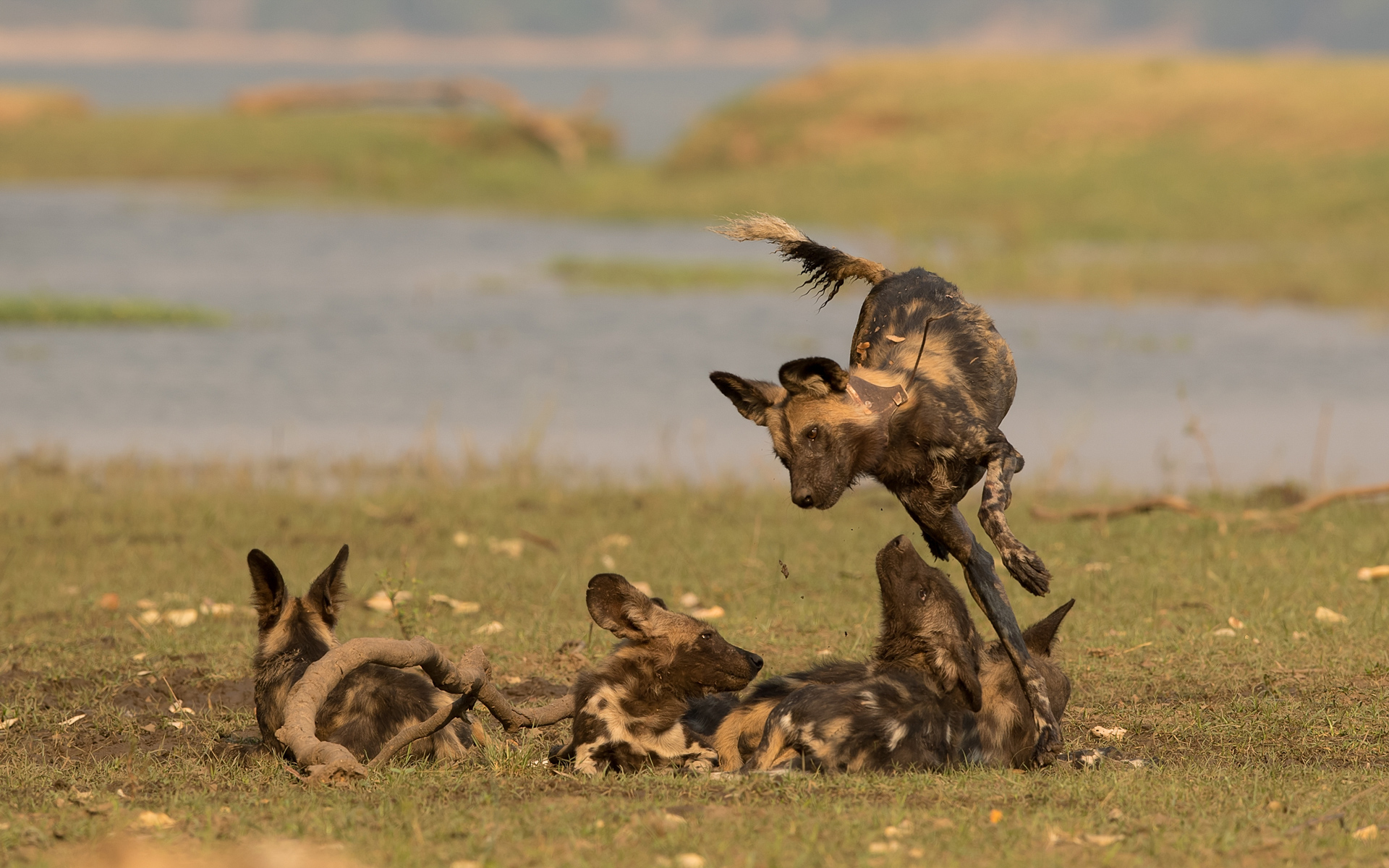 Painted wolves playing in Mana Pools in Zimbabwe