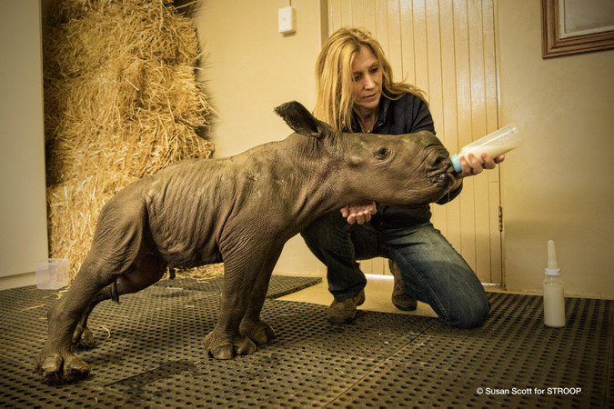 Karen Trendler feeds 4-day-old calf in South Africa