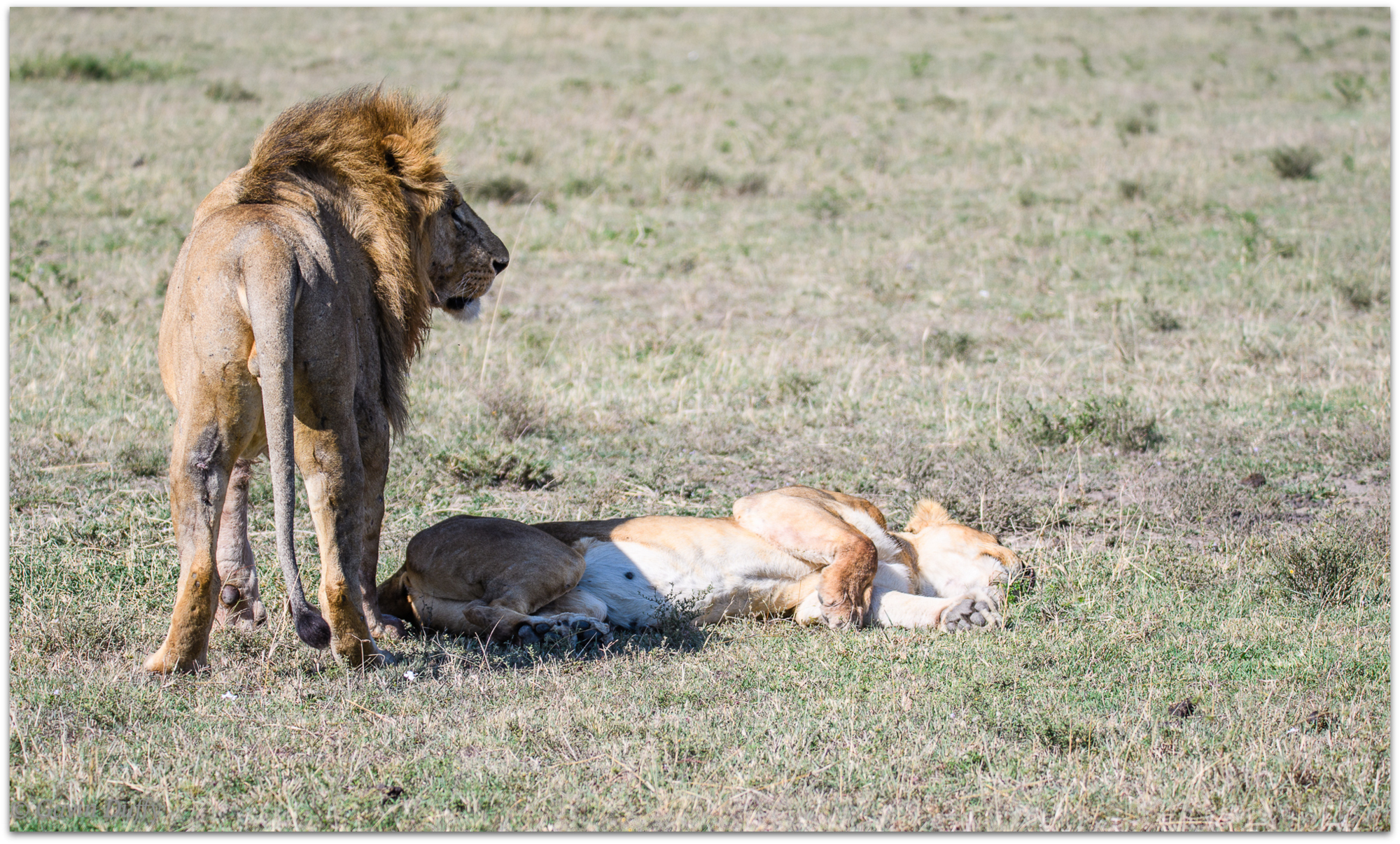 Courting pair of lions © Gavin Duffy