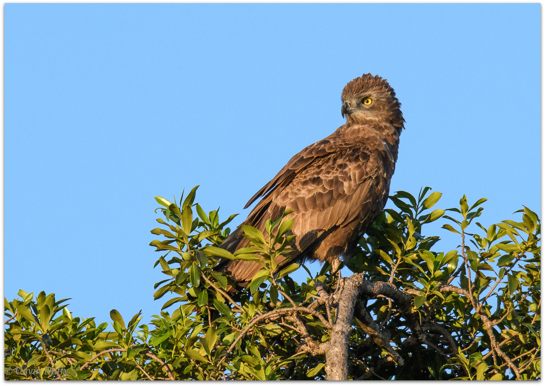 Brown snake eagle © Gavin Duffy