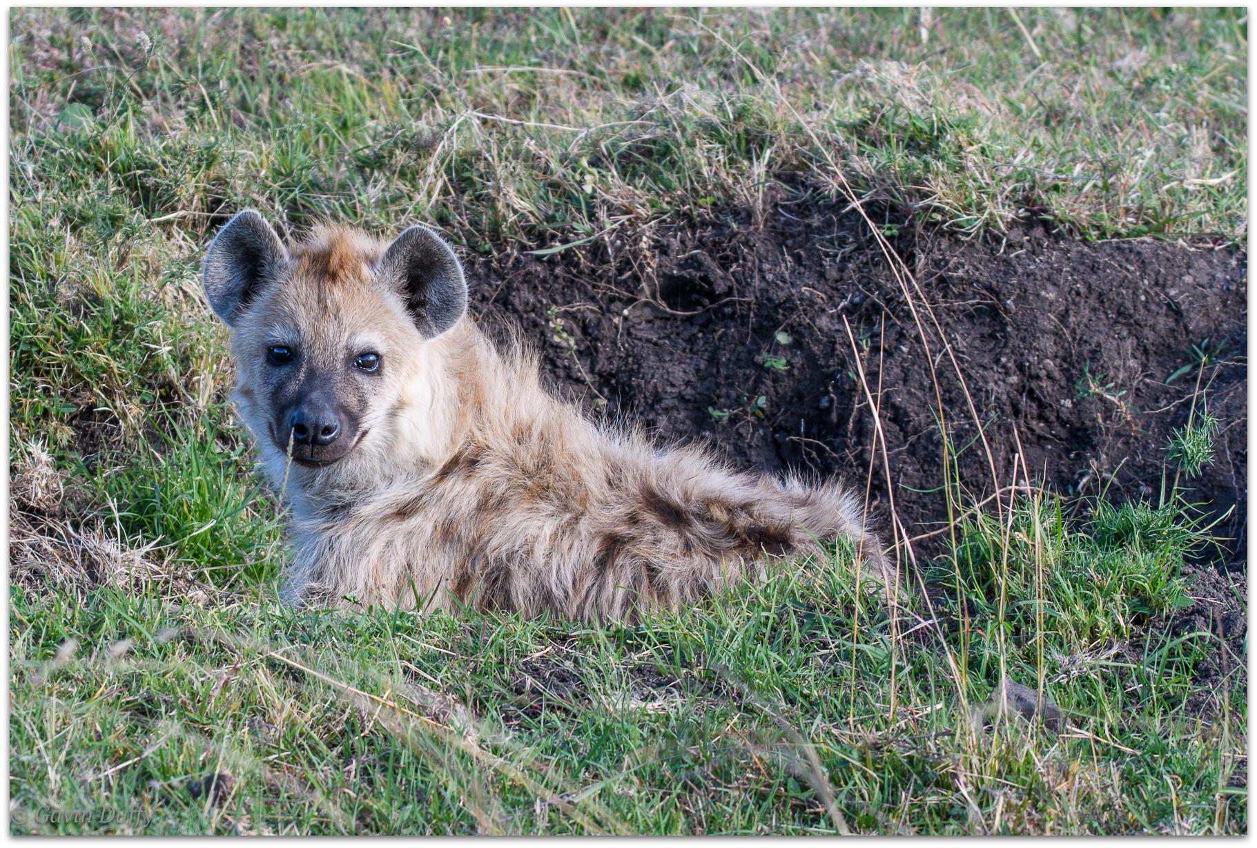 Hyena pup outside den © Gavin Duffy