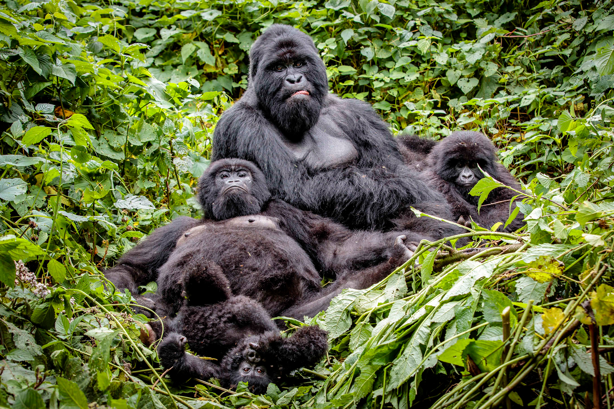 A family portrait of the Rugendo mountain gorilla family in Virunga National Park in the DR Congo