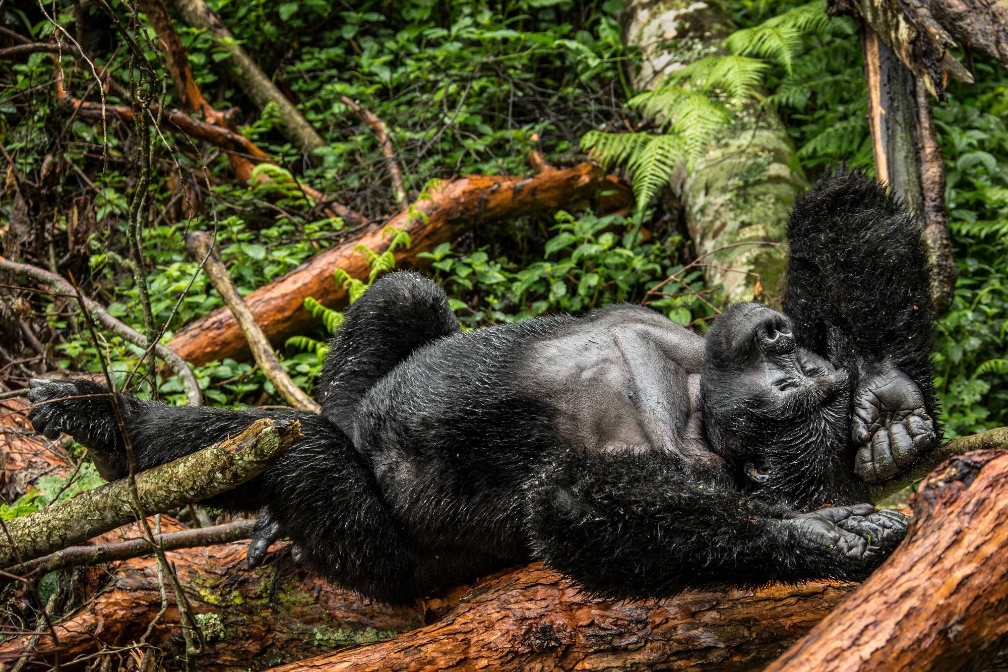 Dominant silverback resting in Mgahinga Gorilla National Park in Uganda