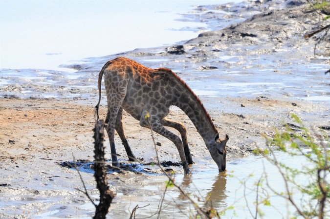 Giraffe drinking from Shire River in Majete Wildlife Reserve