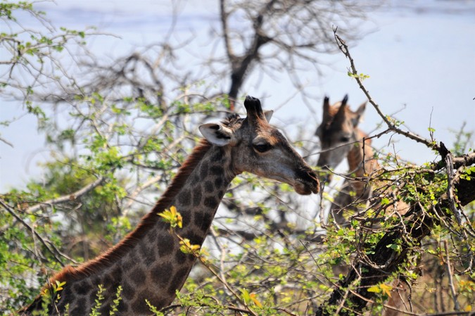 Giraffe in Majete Wildlife Reserv