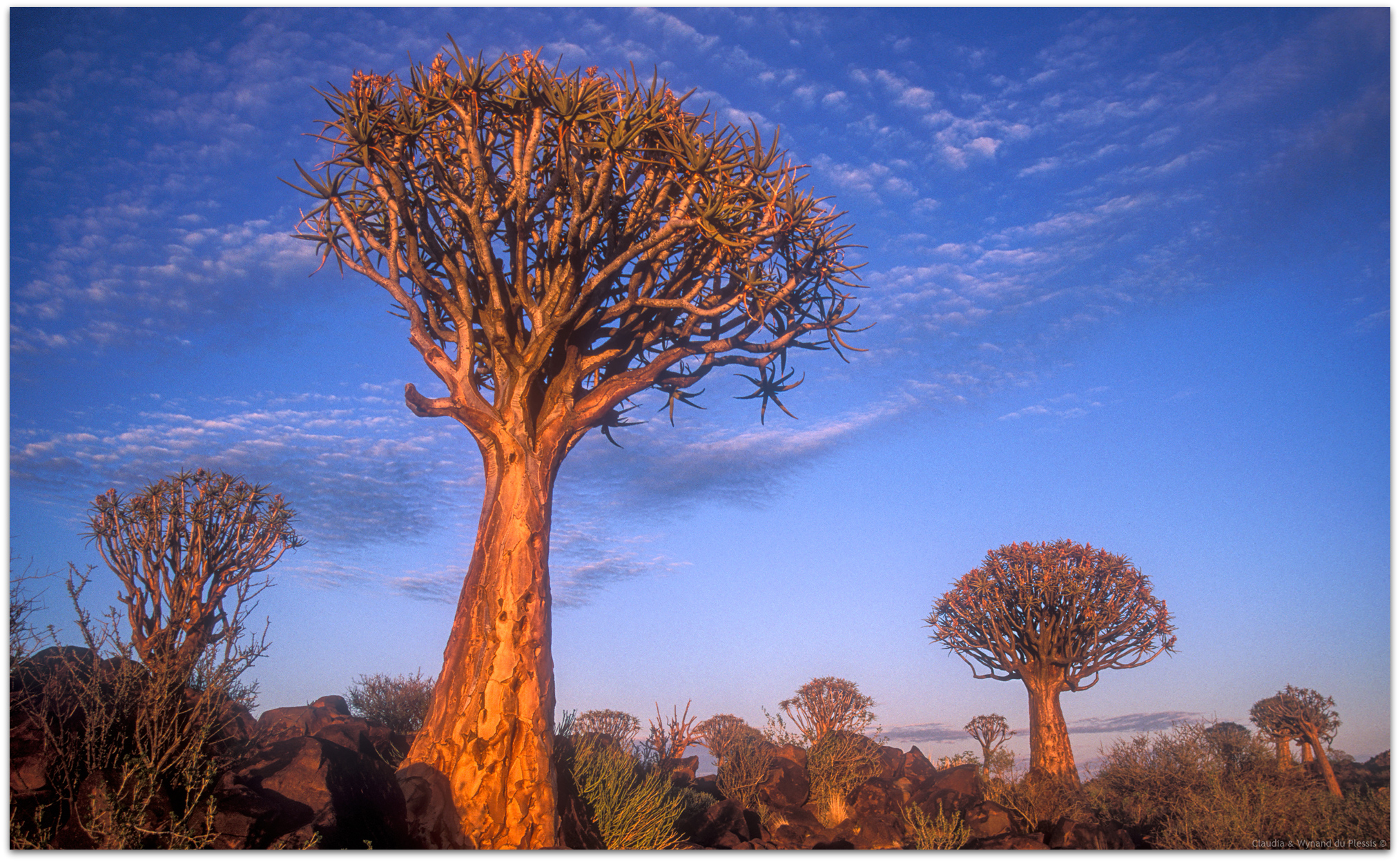 Quiver Tree Forest