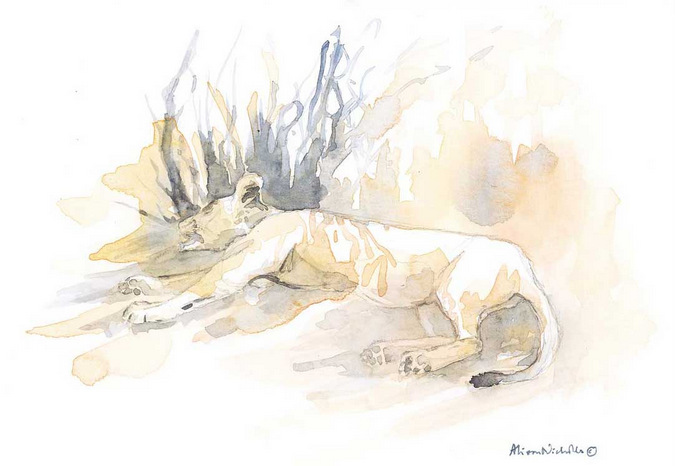 Watercolour painting of lion by Alison Nicholls